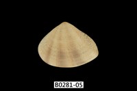 藏品(花蛤)的圖片